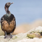 Pelagic Cormorant